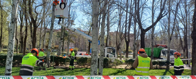 Actúa forma en Torrejón de Ardoz a once alumnos en técnicas de arboricultura moderna