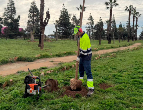 Torrevieja refuerza la zona de El Limonar con la plantación de 200 moreras y la renovación del mobiliario urbano
