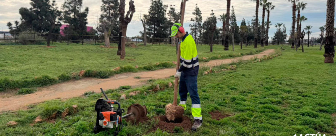 Torrevieja refuerza la zona de El Limonar con la plantación de 200 moreras y la renovación del mobiliario urbano