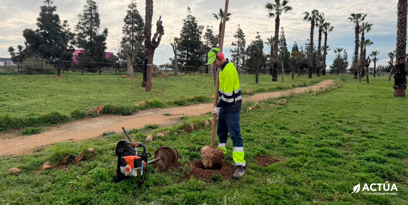 Torrevieja refuerza la zona de El Limonar con la plantación de 200 moreras y la renovación del mobiliario urbano