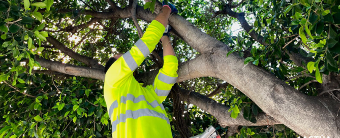 El Ayuntamiento de Cartagena inicia la campaña de control biológico de plagas