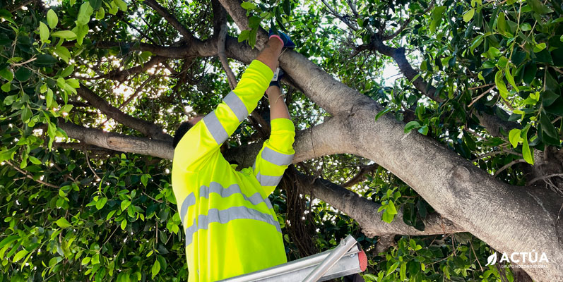 El Ayuntamiento de Cartagena inicia la campaña de control biológico de plagas