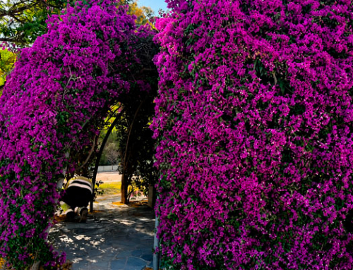 El Parque Aromático renace como referente del paisaje mediterráneo en Torrevieja