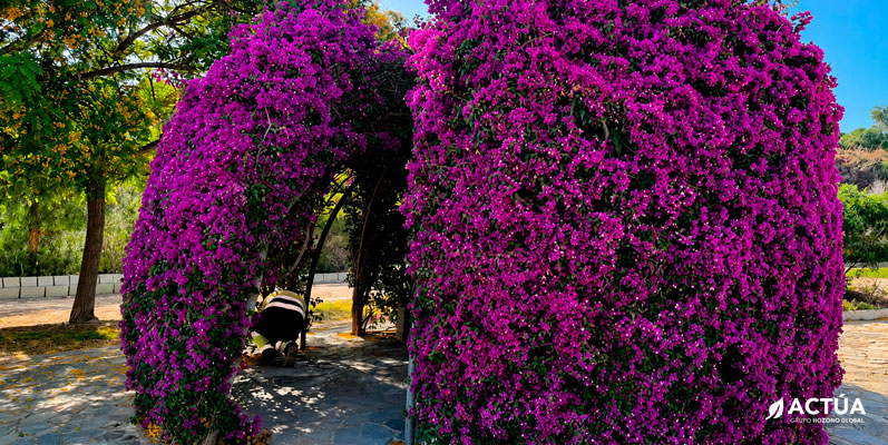El Parque Aromático renace como referente del paisaje mediterráneo en Torrevieja