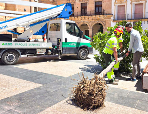 Lorca renovará el arbolado de Plaza de España para ganar sombra y mejorar el entorno urbano