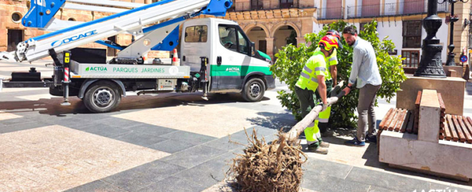Lorca renovará el arbolado de Plaza de España para ganar sombra y mejorar el entorno urbano