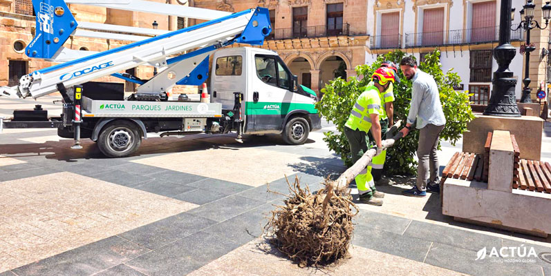 Lorca renovará el arbolado de Plaza de España para ganar sombra y mejorar el entorno urbano