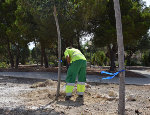 Cartagena renueva el arbolado deteriorado en distintos puntos del municipio