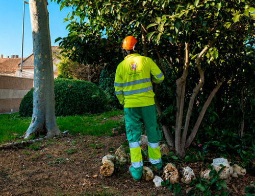 Cartagena suma más de 400 nuevos árboles en el primer semestre del año