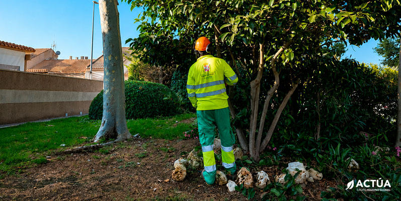 Cartagena suma más de 400 nuevos árboles en el primer semestre del año