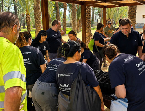 Actúa siembra nuevas palmeras a partir de huesos de dátil en el Palmeral de Orihuela